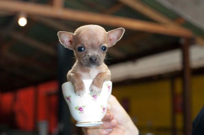 Puppy In A Cup