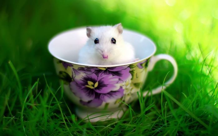 Hamster In A Cup