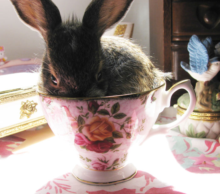 Bunny In A Cup