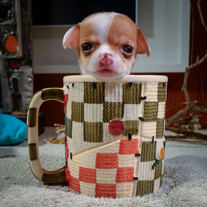 Puppy In A Cup