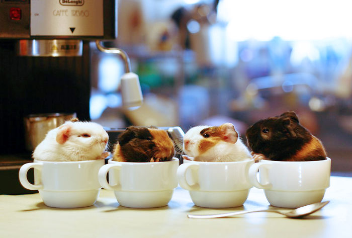 Guinea Pigs In A Cup