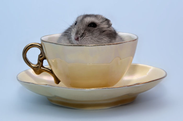 Hamster In A Cup
