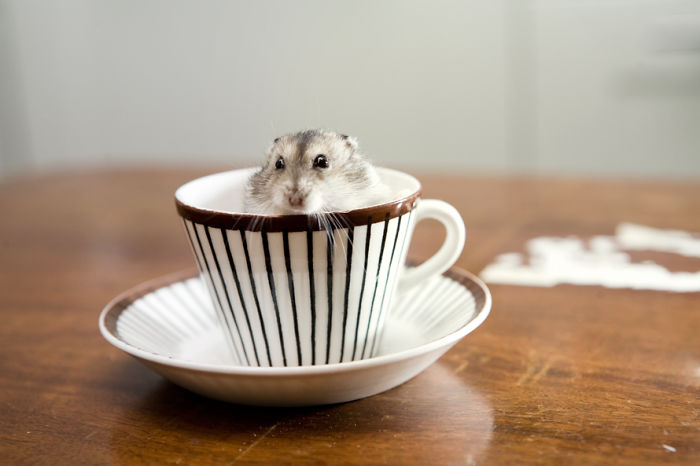 Hamster In A Cup