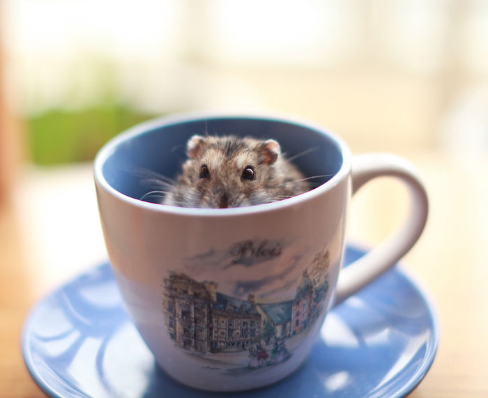 Hamster In A Cup
