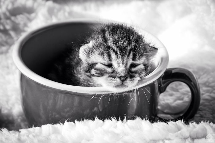 Kitten In A Cup