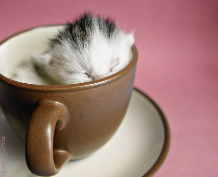 Kitten In Cup