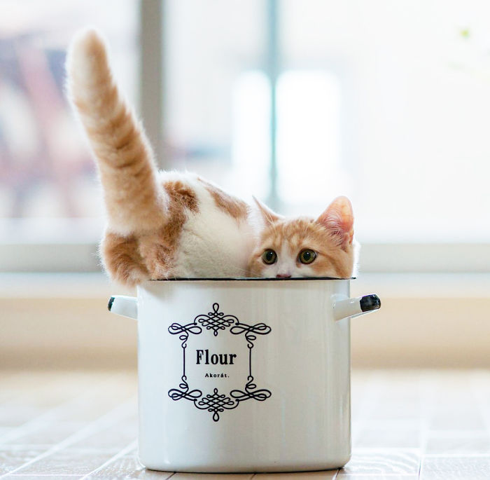 Cat In A Pot