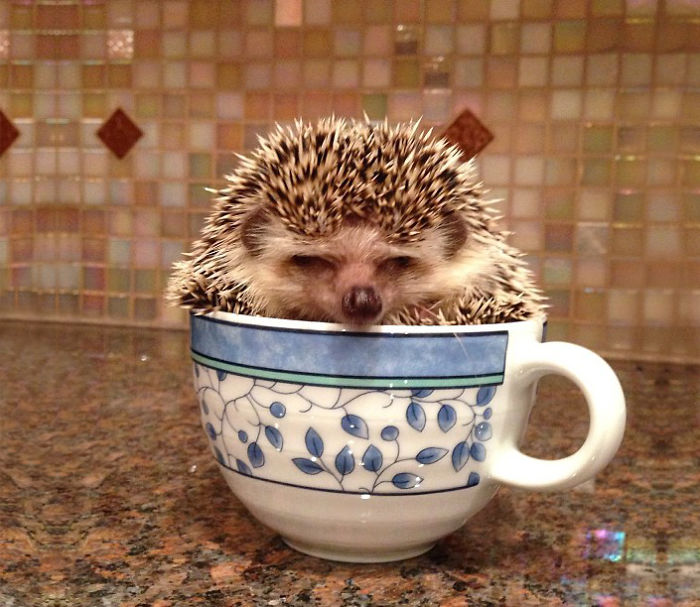 Hedgehog In A Cup