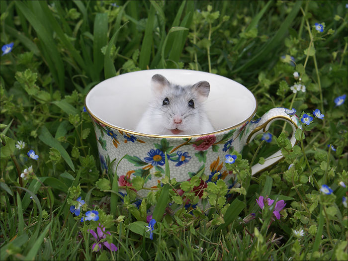 Hamster In A Cup