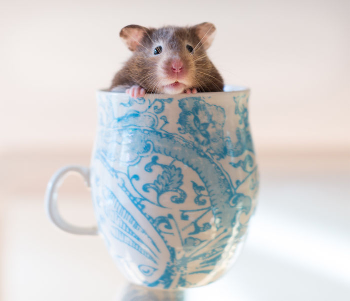 Rat In A Cup