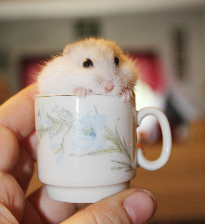 Hamster In A Cup