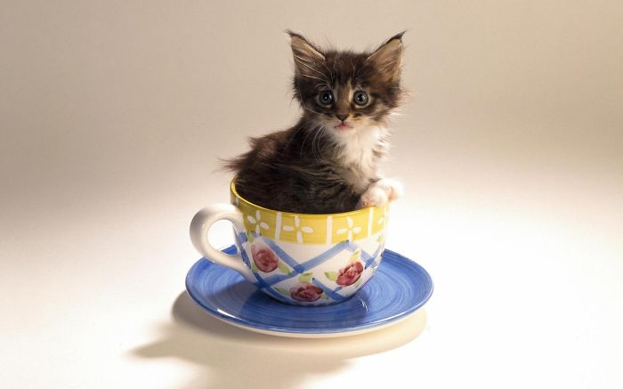 Kitten In A Cup