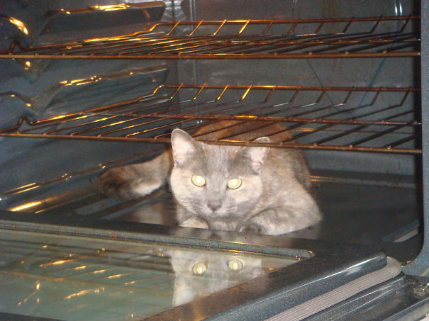 Sasha The Cat Who Likes To Help Clean