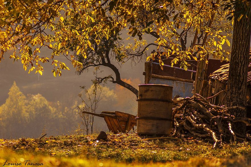 Toamna Cu Miros De Gutui