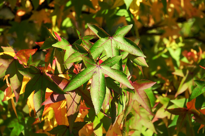 Autumn In Groenlo, The Netherlands