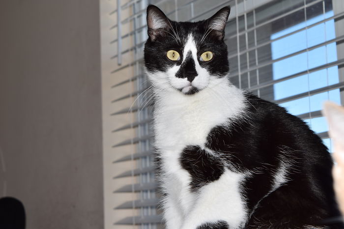 Sorin, With His Heart Shaped Nose