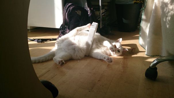 Jack, The Cat That Fails