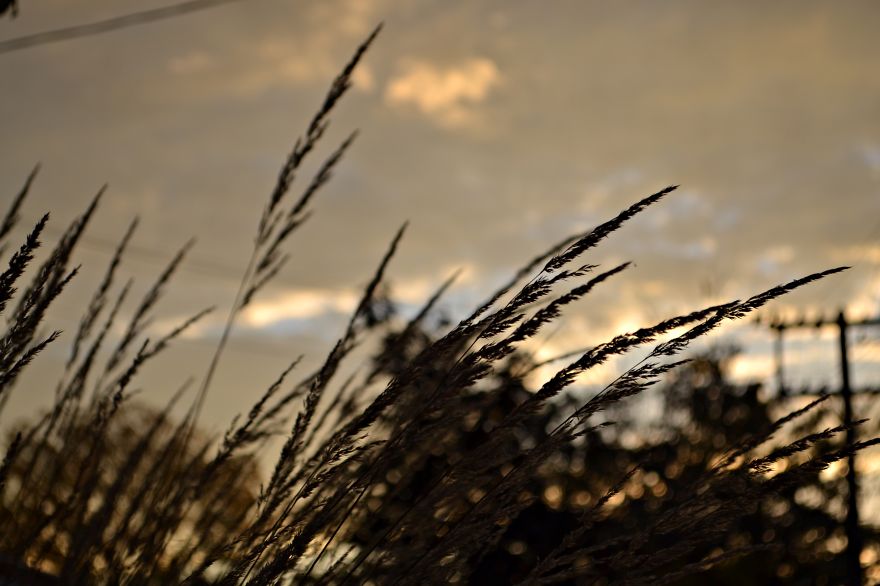 The Outskirts Of Toronto, Bloor West
