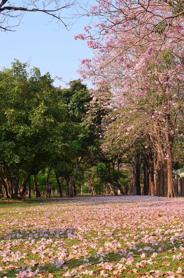 Chompoo Pantip Tree, Thailand