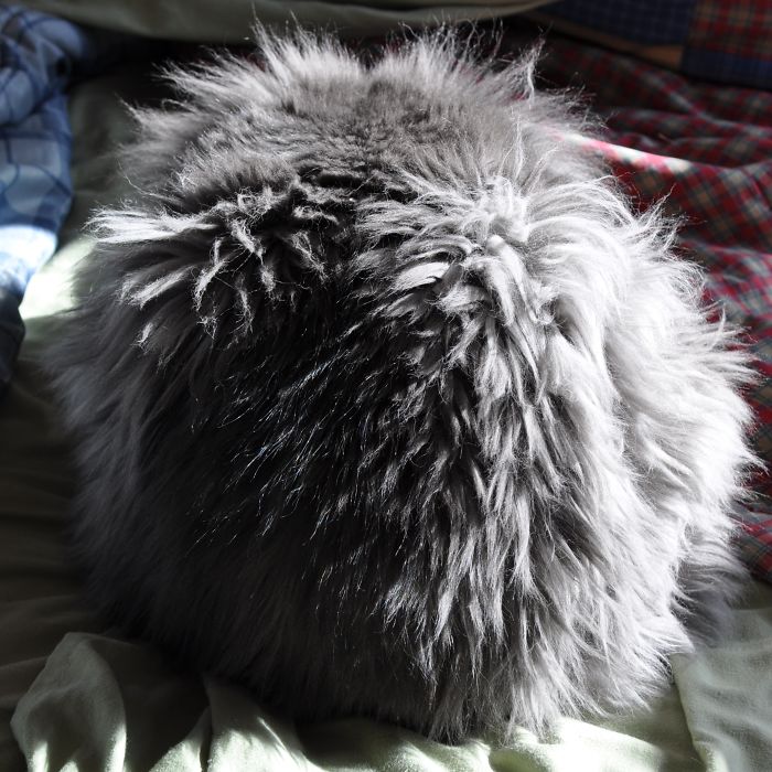 Our Cat, Sherman, 22 Pounds