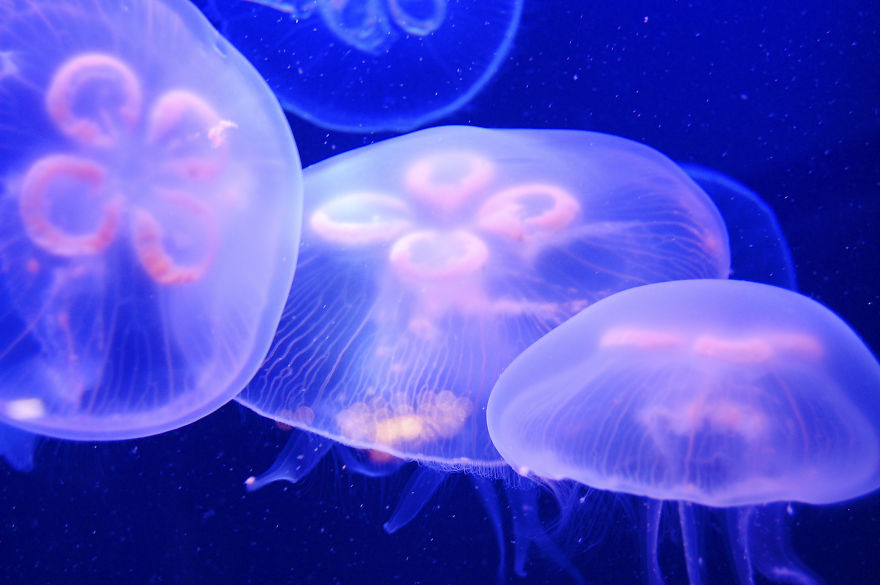 Moon Jelly (aurelia Aurita) - Monaco Aquarium