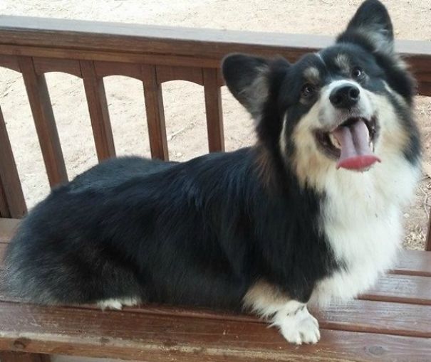 Famous Internet Corgis