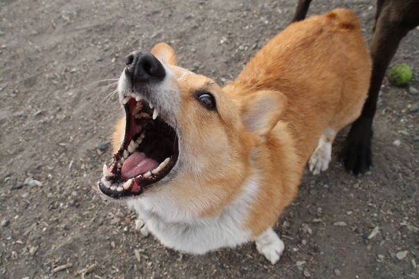 Famous Internet Corgis