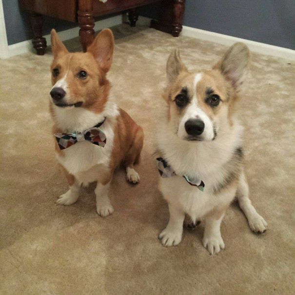 Famous Internet Corgis