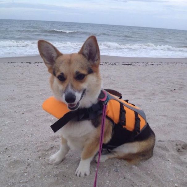 Famous Internet Corgis