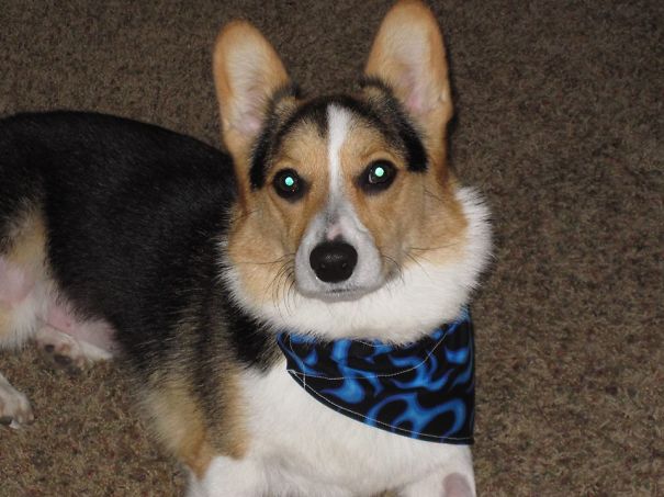 Famous Internet Corgis