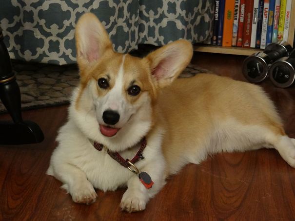 Famous Internet Corgis