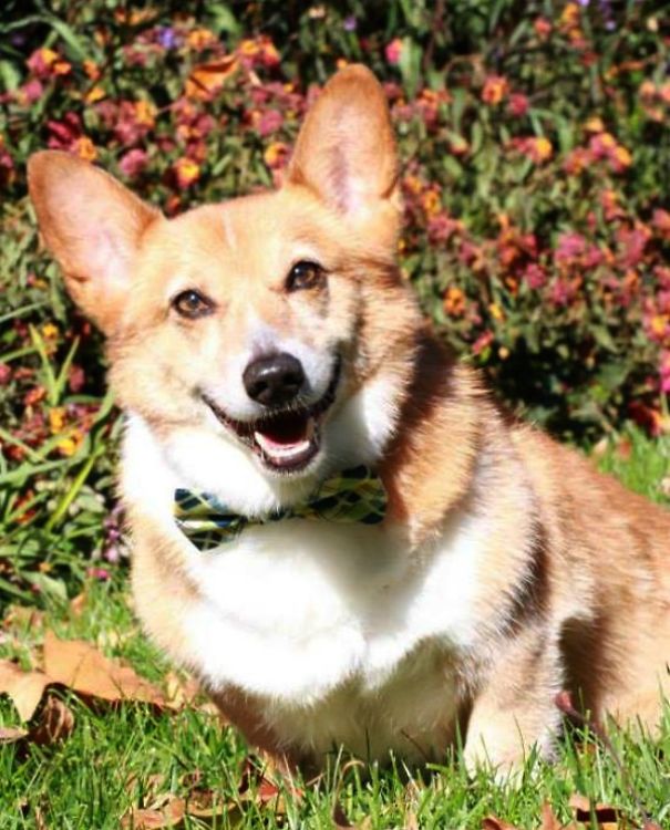 Famous Internet Corgis