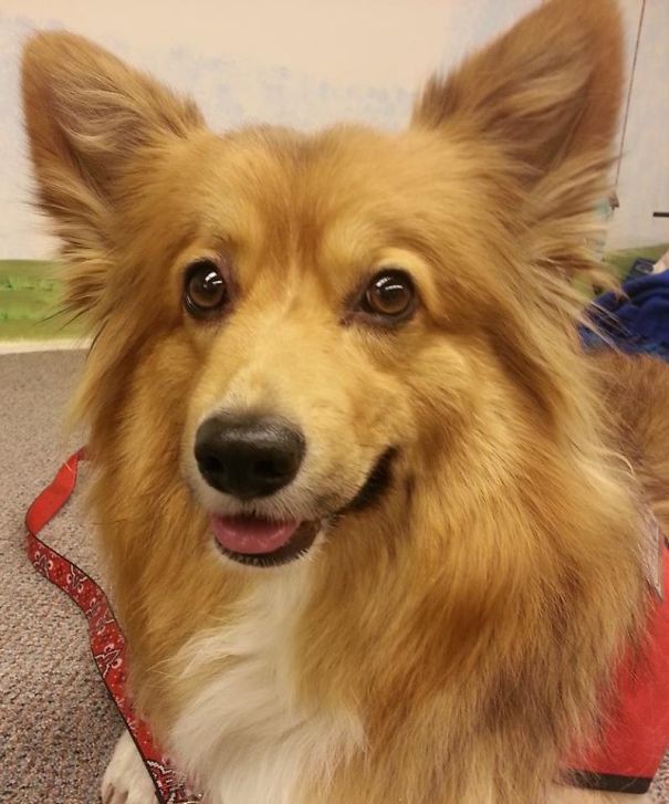 Famous Internet Corgis