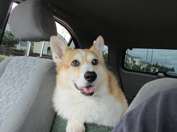 Famous Internet Corgis
