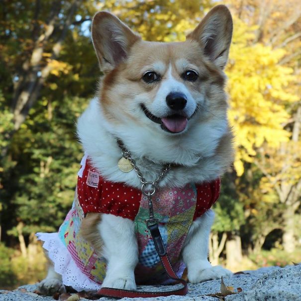 Famous Internet Corgis