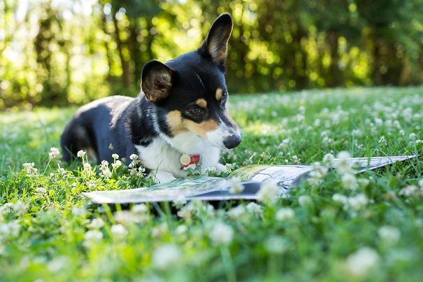 Famous Internet Corgis