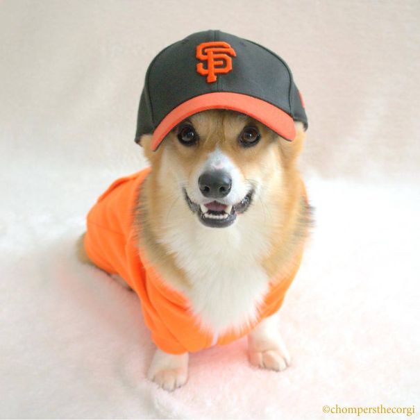 Famous Internet Corgis