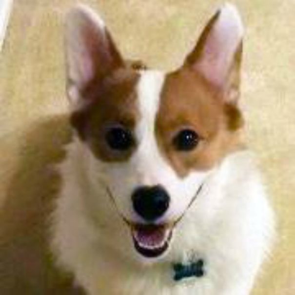 Famous Internet Corgis