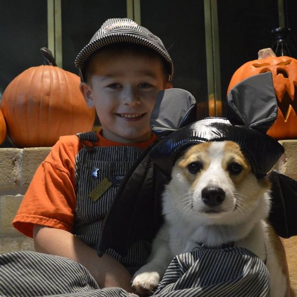 Famous Internet Corgis