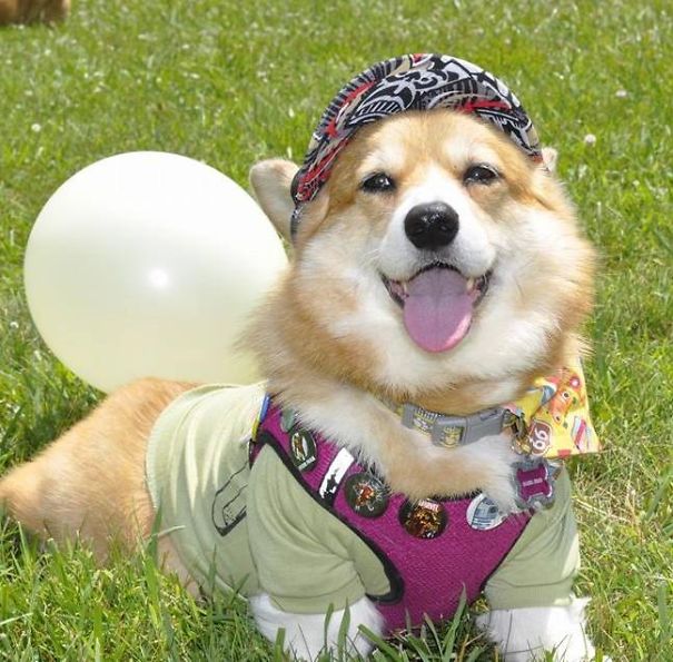 Famous Internet Corgis