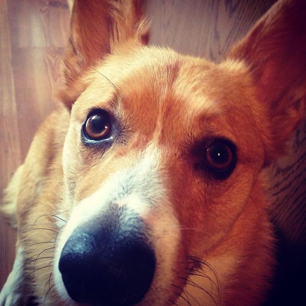 Famous Internet Corgis