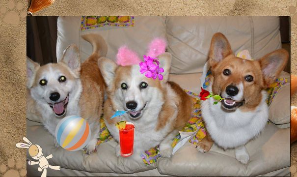 Famous Internet Corgis