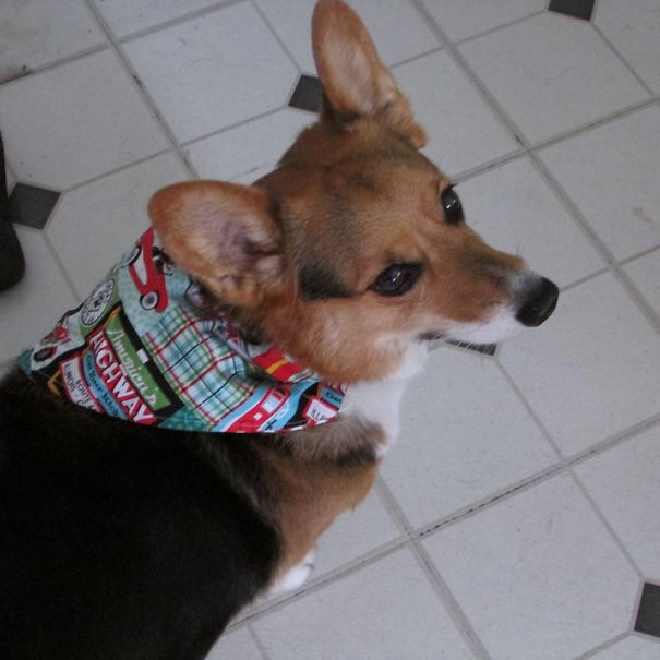 Famous Internet Corgis