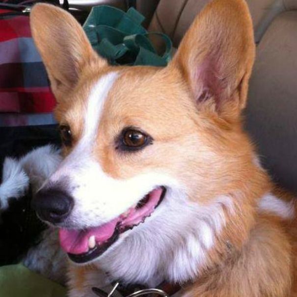 Famous Internet Corgis