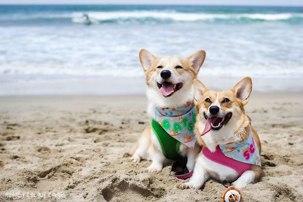 Famous Internet Corgis