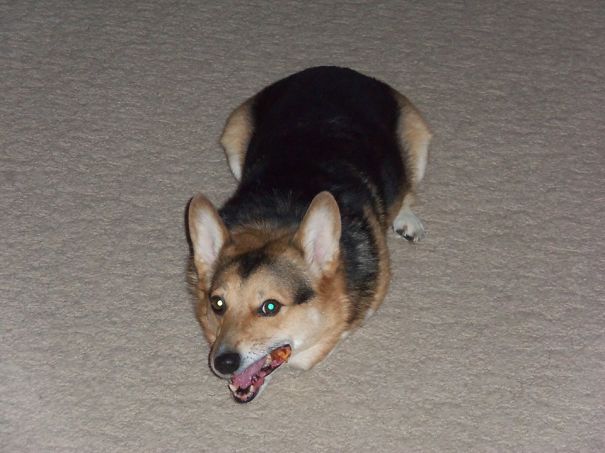 Famous Internet Corgis
