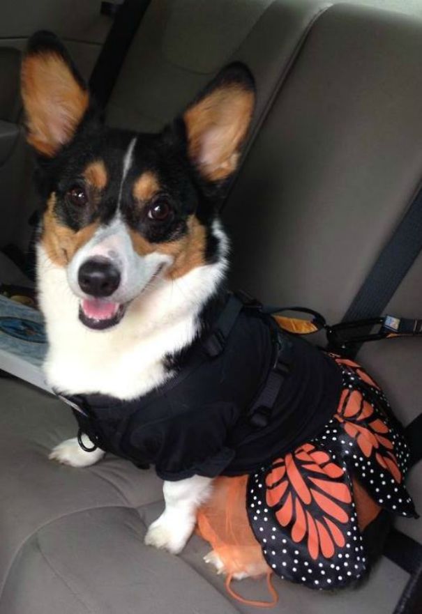 Famous Internet Corgis