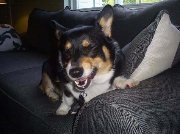 Famous Internet Corgis