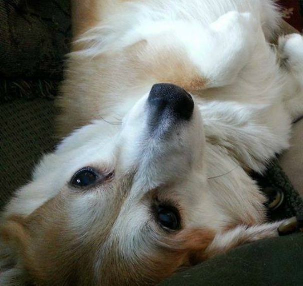 Famous Internet Corgis