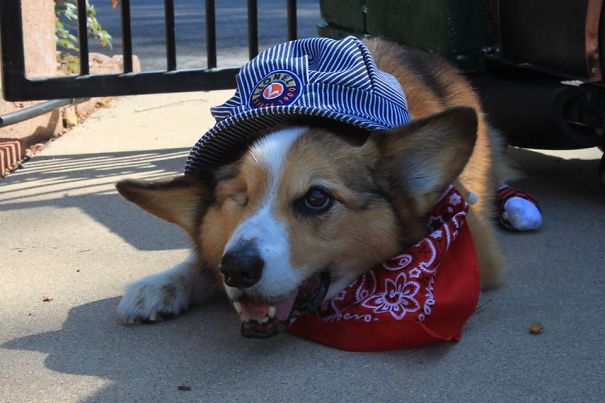 Famous Internet Corgis